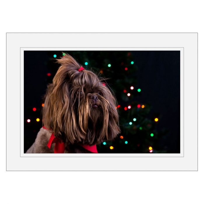teddy_matted_sample