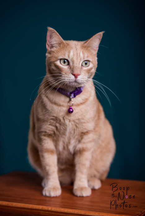 180321-hsnba_kitty-p0001-mchasephoto-1400px